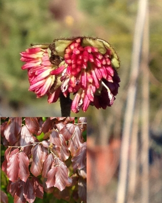 Parrotia persica